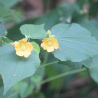 Abutilon subumbellatum Philcox